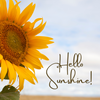 Sunflower Oil