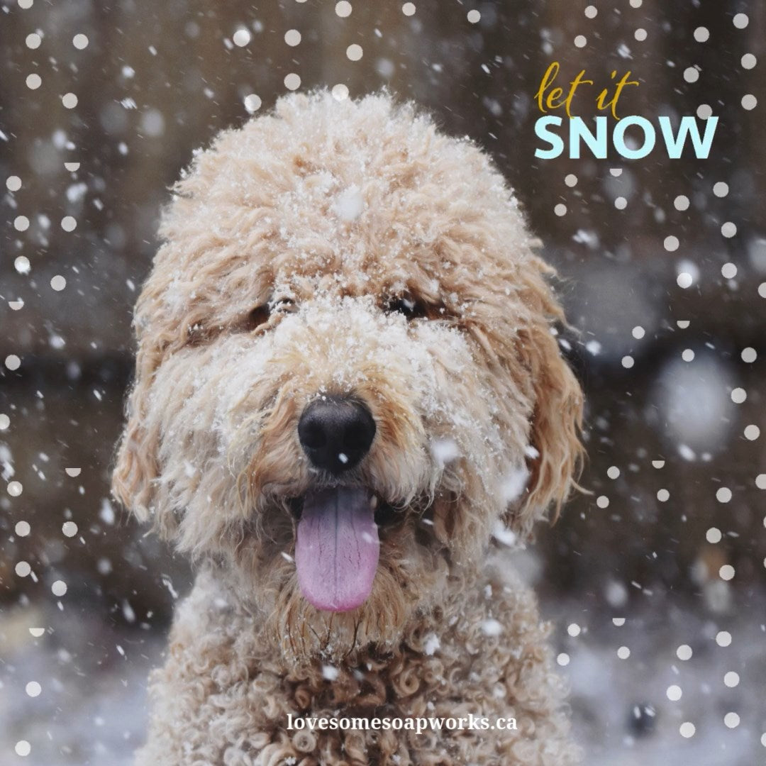 Winter Dog Care: Keeping Your Canine Healthy and Comfortable