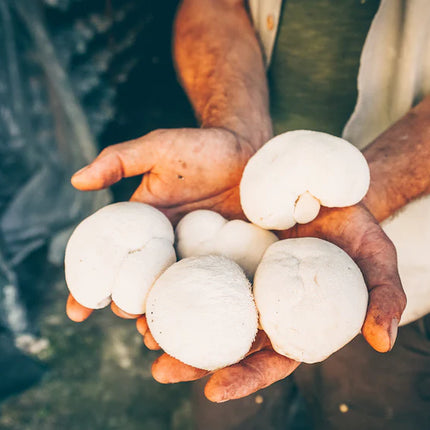 Collection image for: Mushrooms